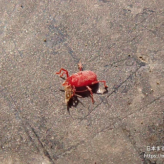 カベアナタカラダニ（成体）の写真