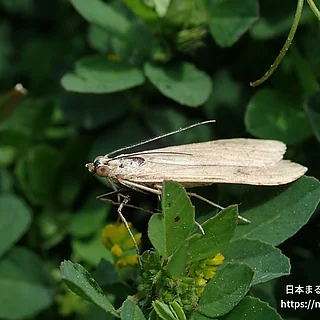 Nomophila属の写真