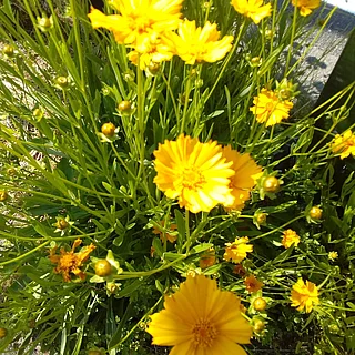オオキンケイギク（花）の写真