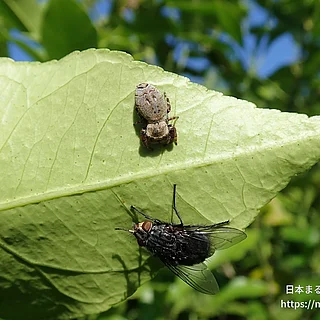 カラスハエトリ（成体）の写真