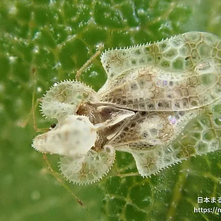 アワダチソウグンバイの写真