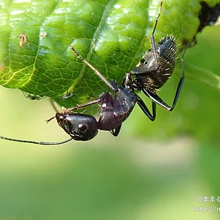 クロオオアリ（成体）の写真