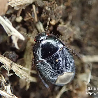 マルツチカメムシ（成体）の写真