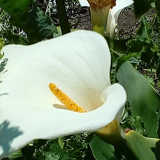 オランダカイウ（花）の写真