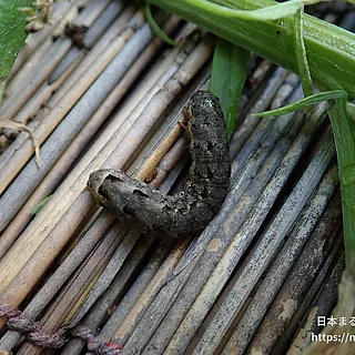 ヨトウガの写真