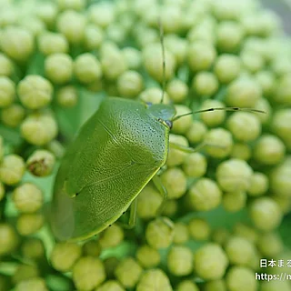 ツヤアオカメムシ（成体）の写真