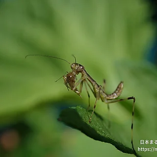 ハラビロカマキリ（幼体）の写真