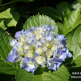 アジサイ（花）の写真