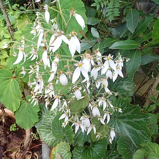 ユキノシタ（花）の写真
