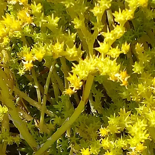 オウシュウマンネングサ（花）の写真