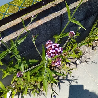 ダキバアレチハナガサ（花）の写真