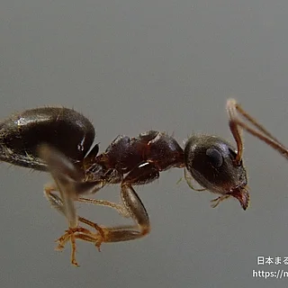 ヒゲナガケアリの写真