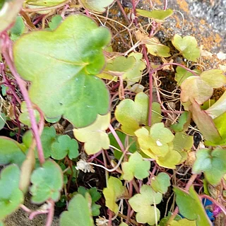 ツタバウンラン属の写真