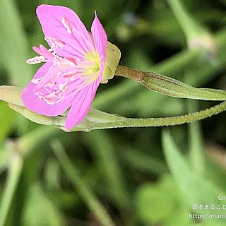 ユウゲショウの写真
