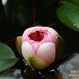 オールモストブラック（花）の写真