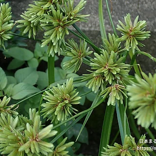 カヤツリグサ属の写真