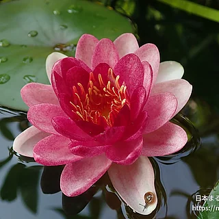 オールモストブラック（花）の写真