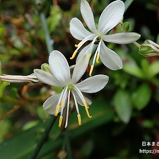 オリヅルラン（花）の写真