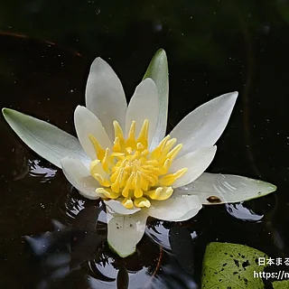 ヒツジグサ（花）の写真