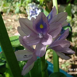 ホテイアオイ（花）の写真