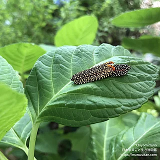 ビロードハマキの写真