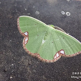 Comibaena属の写真