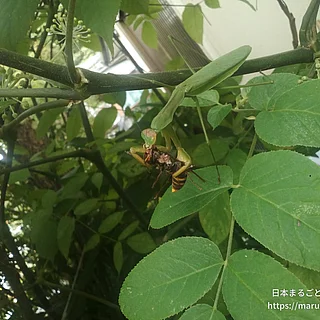 オオカマキリ（成体）の写真