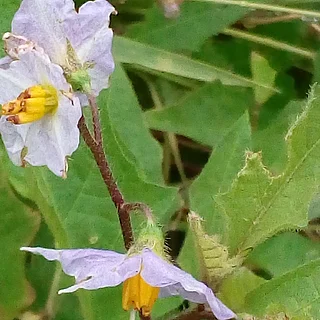 ワルナスビ（花）の写真