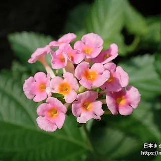 シチヘンゲ（花）の写真