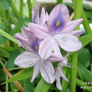 ホテイアオイ（花）の写真