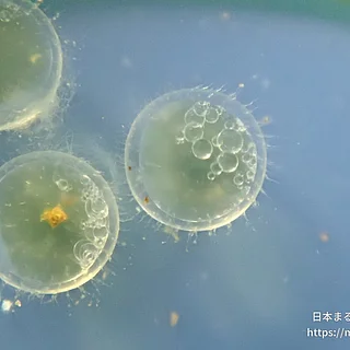 ミナミメダカ（卵）の写真