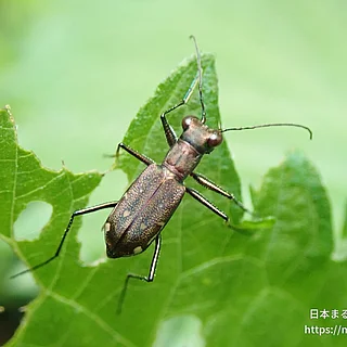 トウキョウヒメハンミョウ（成体）の写真