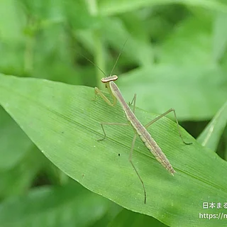 オオカマキリ（幼体）の写真