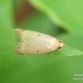 カレハヒメマルハキバガ（成体）の写真