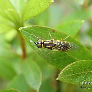 ハキナガミズアブ（成体）の写真