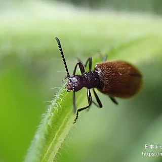 ハムシダマシ（成体）の写真