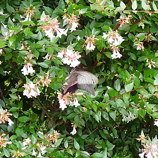 クロアゲハの写真