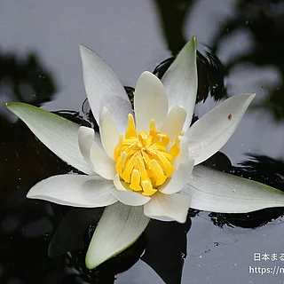 ヒツジグサ（花）の写真