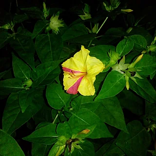 オシロイバナ（花）の写真