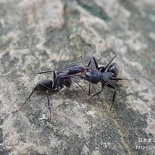 クロオオアリ（成体）の写真