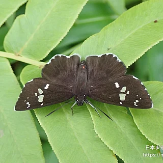ダイミョウセセリ（成体）の写真