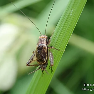 シバスズ（成体）の写真