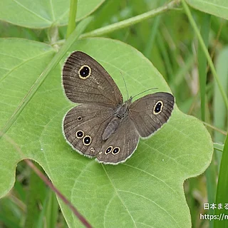 ヒメウラナミジャノメの写真