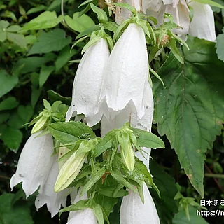 ホタルブクロ（花）の写真