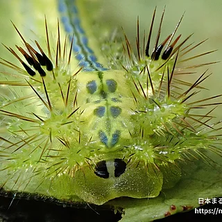 ヒロヘリアオイラガの写真