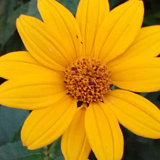 キクイモモドキ（花）の写真