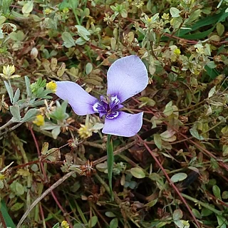 チリアヤメ（花）の写真