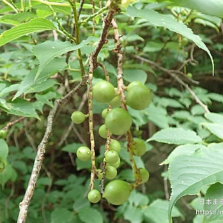 キブシ（実・種子）の写真