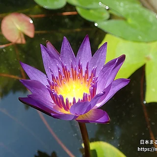 ティナ（花）の写真