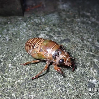 クマゼミ（幼体）の写真